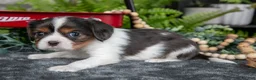 Cavalier King Charles Spaniel dogs for sale: Krew - Ad 3