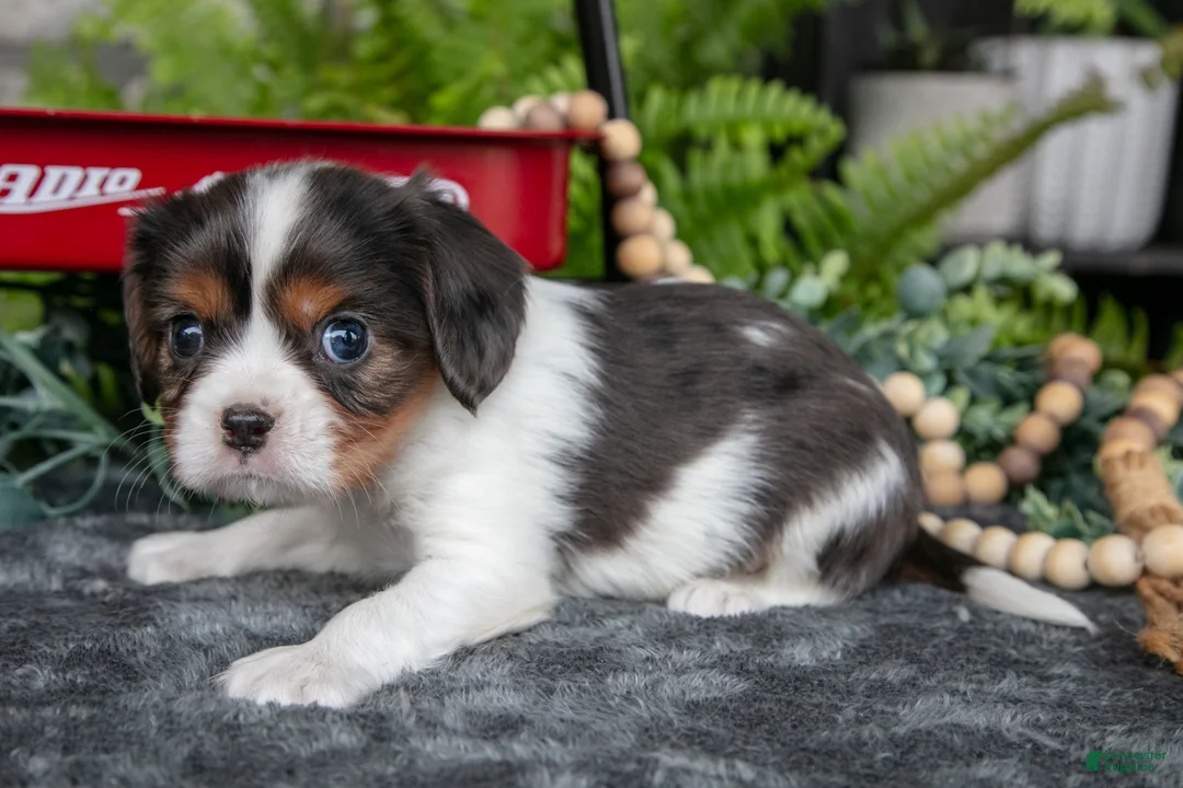 Cavalier King Charles Spaniel dogs for sale: Krew - Ad 3