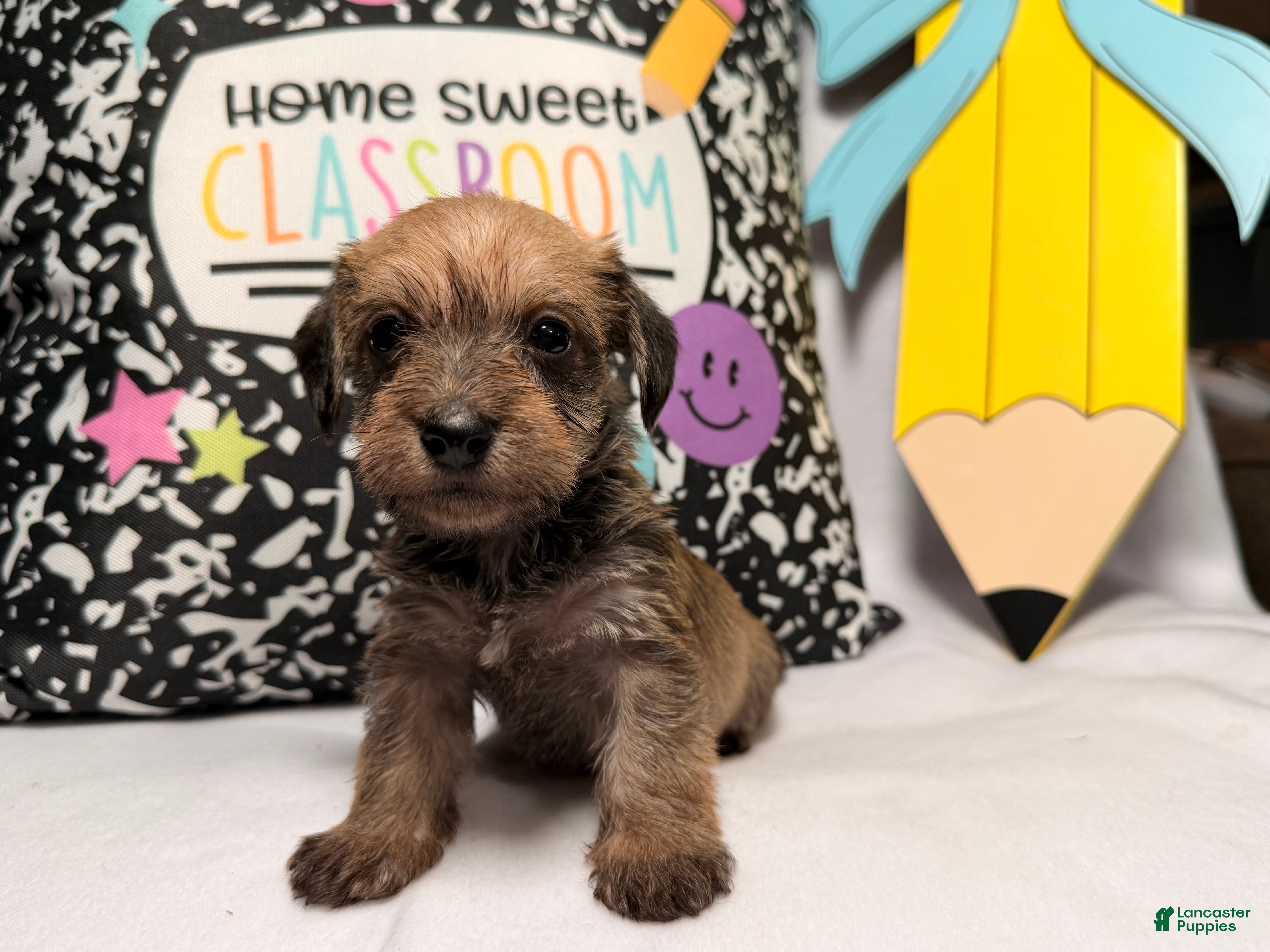 Mixed Breed dogs for sale: Wiggles  - Ad 3