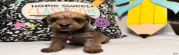 Mixed Breed dogs for sale: Wiggles  - Ad 1
