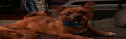 Mixed Breed dogs for sale: Stella - Ad 26