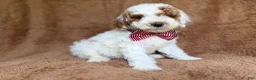 Miniature Poodle dogs for sale: Pierce - Ad 8