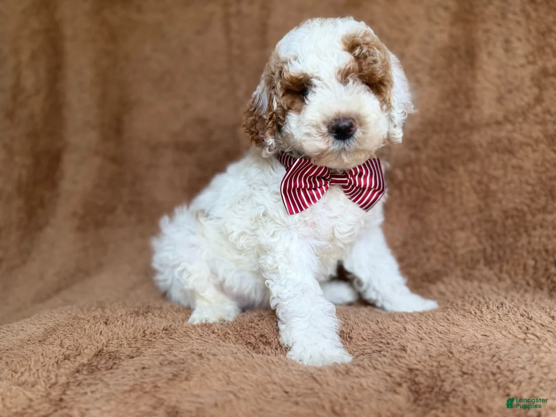 Miniature Poodle dogs for sale: Pierce - Ad 8