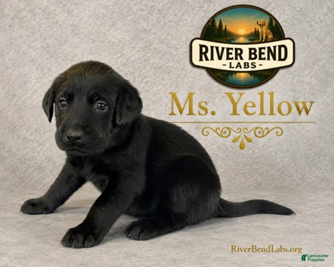 Labrador Retriever dogs for sale: Ms Yellow - Ad 3