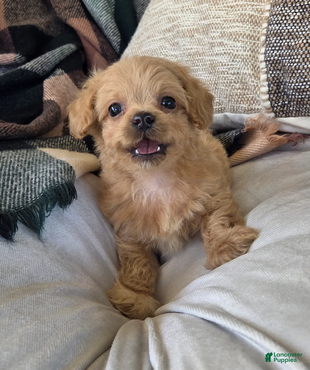 Shihpoo dogs for sale: Cody - Ad 1
