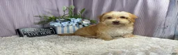 Havapoo dogs for sale: Havapoo 1 - Ad 3