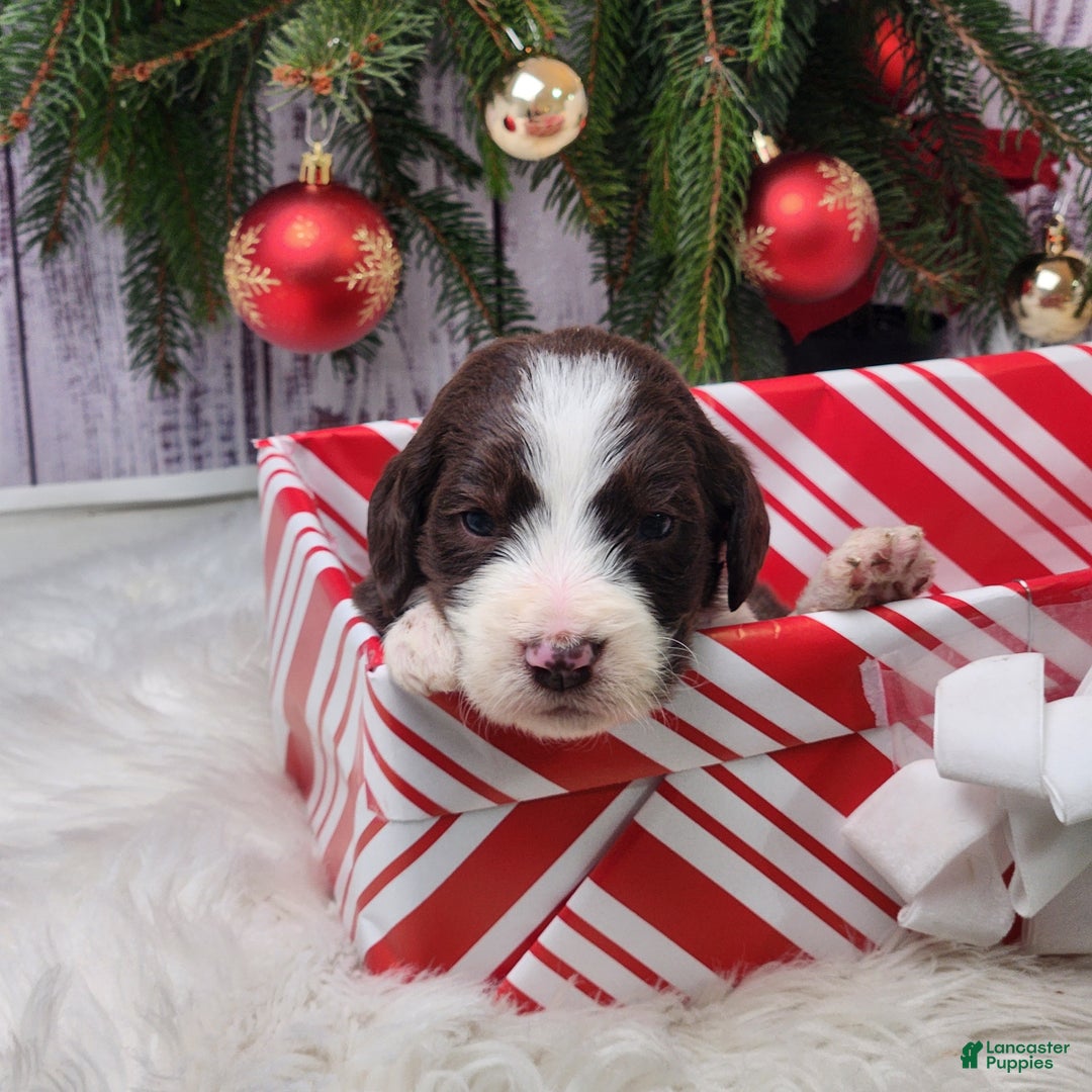 Labradoodle dogs for sale: Alexander - F1B - Ad 1