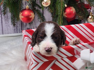 Labradoodle dogs Alexander - F1B - Ad 2