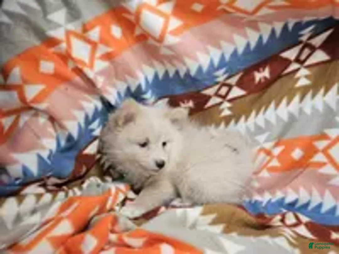 Pomeranian dogs for sale: Cherry - Ad 3