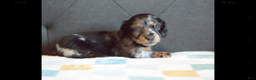 Miniature Dachshund dogs for sale: Miniature Dachshund Puppy 1 - Ad 5
