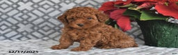 Bichpoo dogs for sale: Ruby - Ad 4