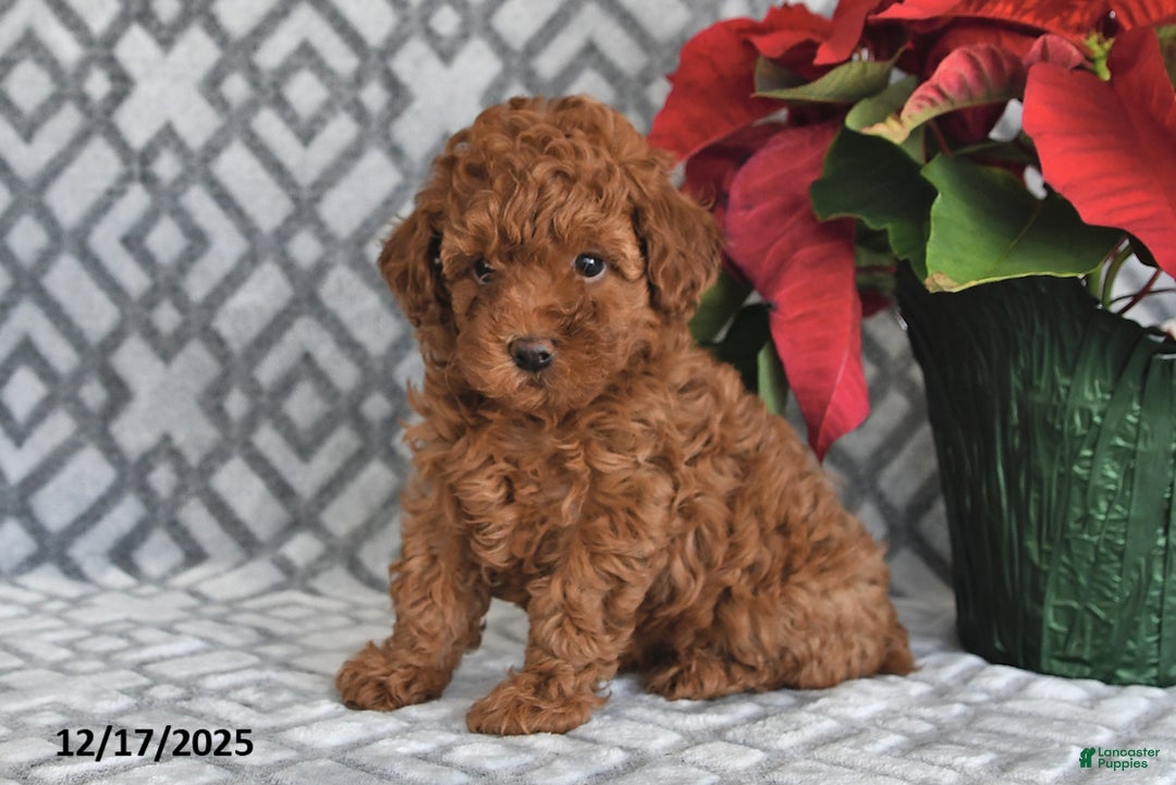 Bichpoo dogs for sale: Ruby - Ad 4