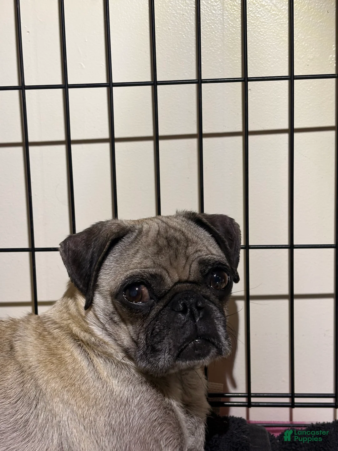 Pug dogs for sale: Pug Puppy 4 - Ad 2