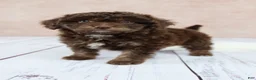 Cavapoo dogs for sale: F1B  Nutmeg - Ad 4