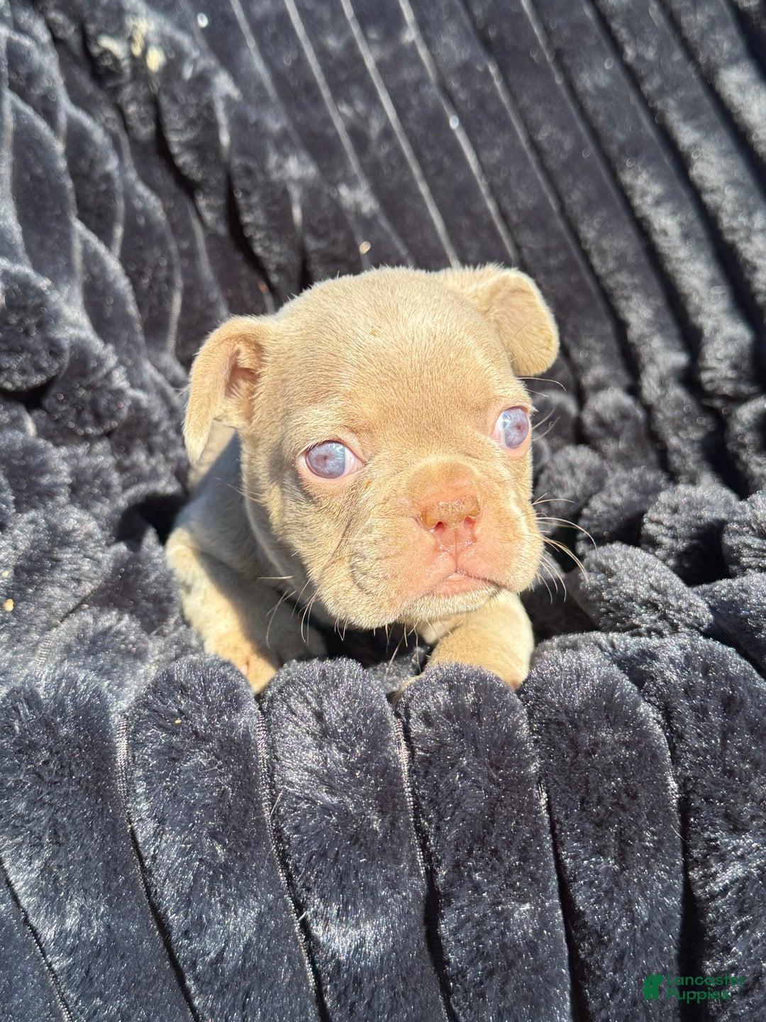 French Bulldog dogs for sale: French Bulldog Puppy 1 - Ad 16