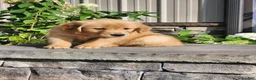 Golden Retriever dogs for sale: Charlotte - Ad 5