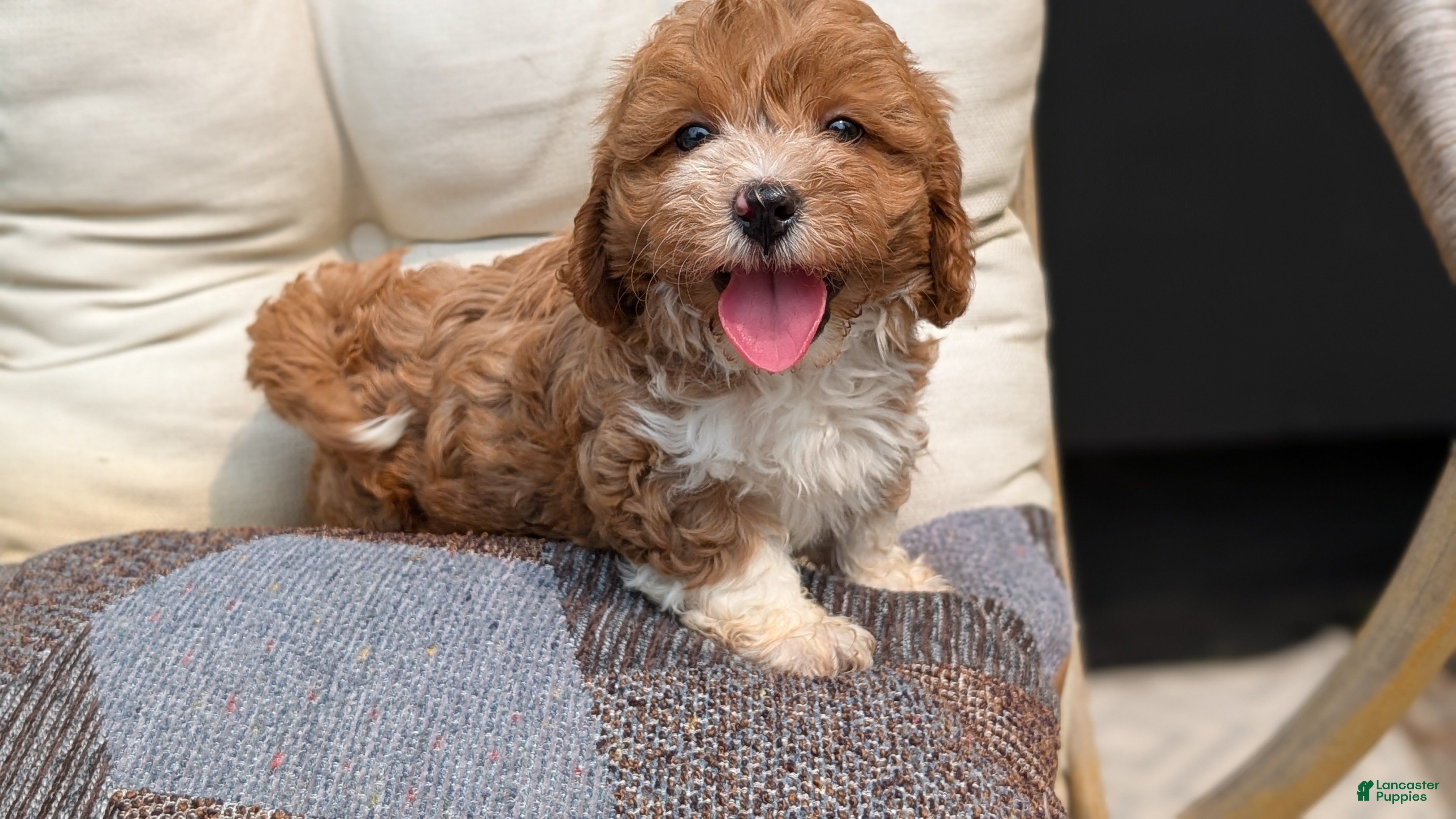 Havapoo dogs Baxter  - Ad 2