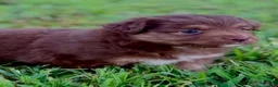 Toy Australian Shepherd dogs for sale: Cardinal - Ad 4