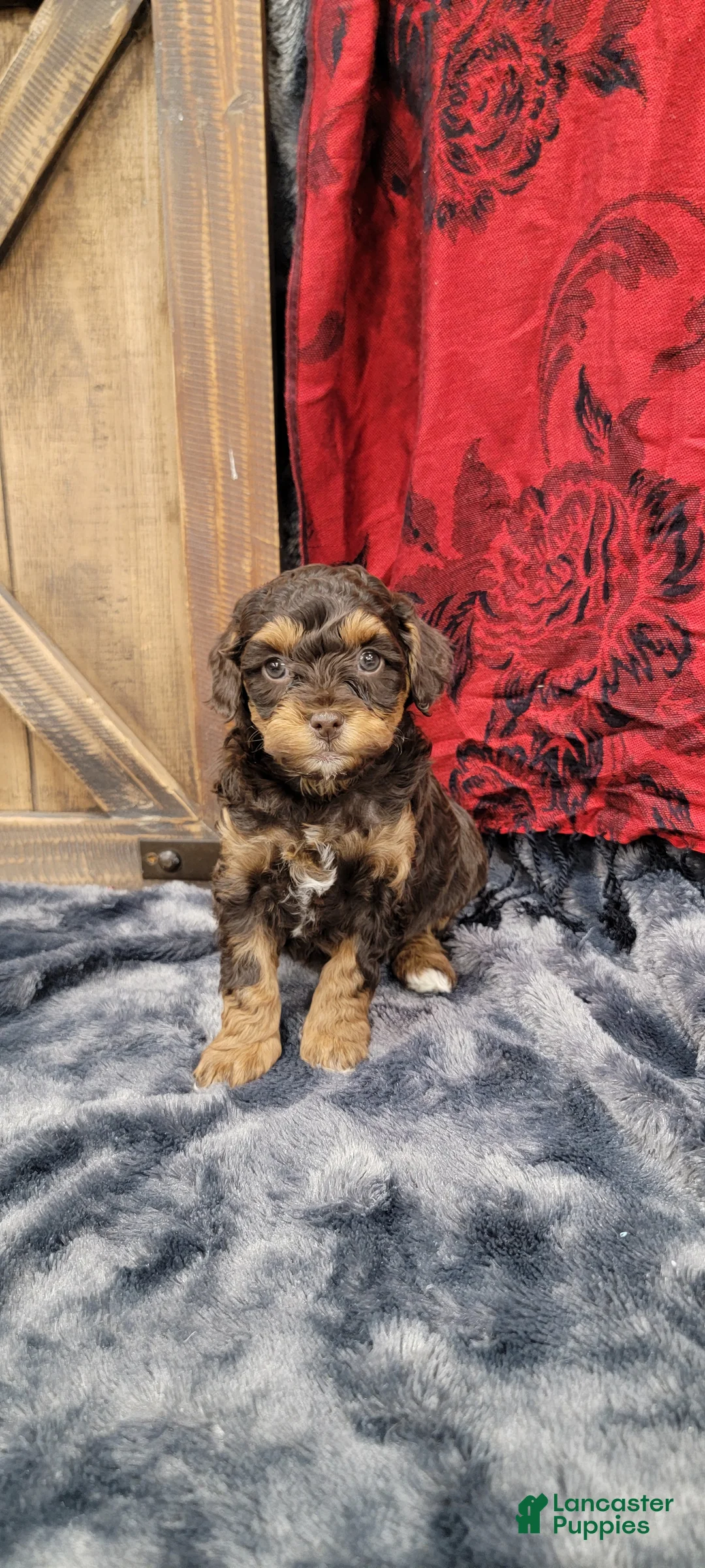 Cockapoo dogs for sale: Star - Ad 4