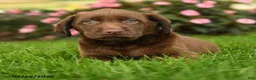 Labrador Retriever dogs for sale: Sophie - Ad 3