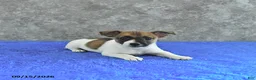 Jack Russell Terrier dogs for sale: Lola - Ad 3