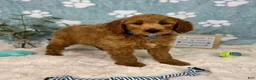 Mini Goldendoodle dogs for sale: Bentley  - Ad 3