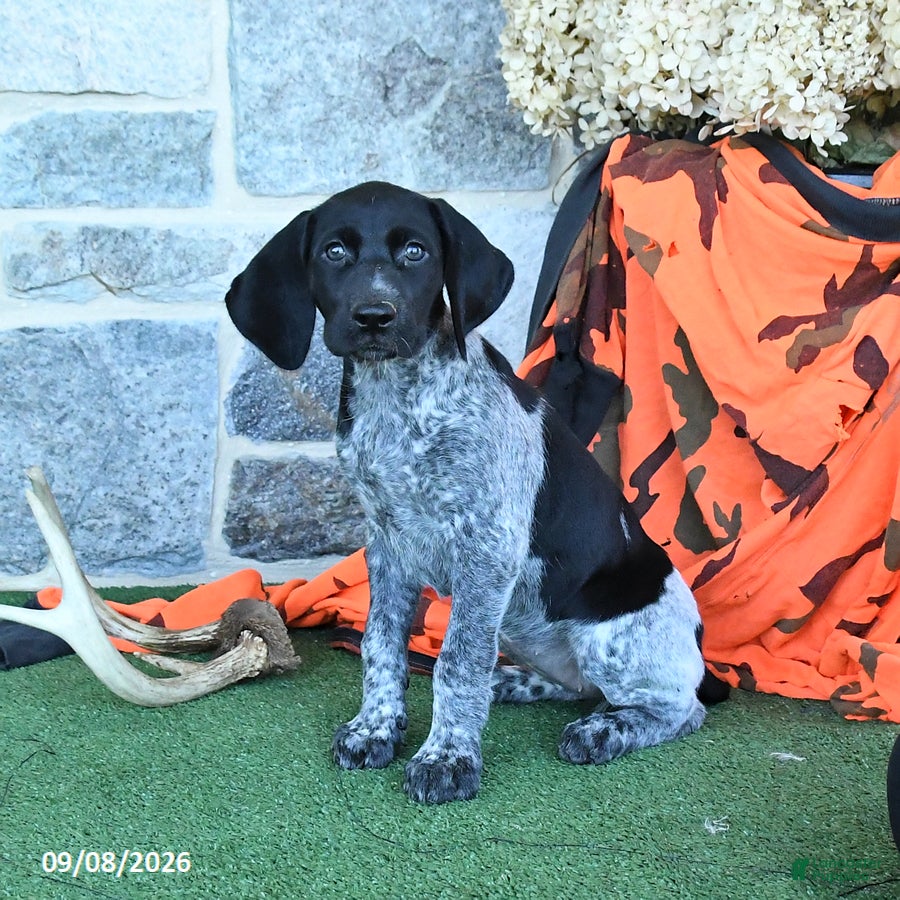 German Shorthaired Pointer dogs Rose  - Ad 1
