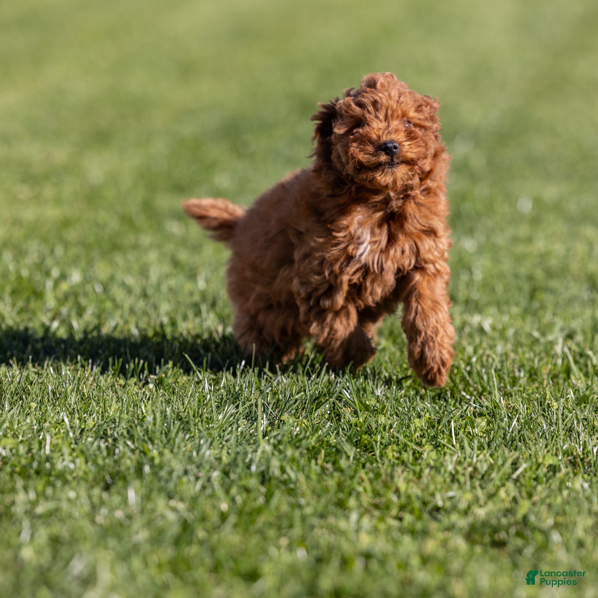 Miniature Poodle dogs Euphoria  - Ad 1