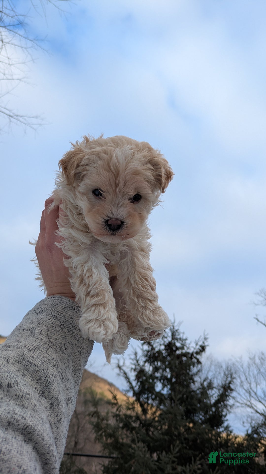 Mini Bernedoodle dogs for sale: Mini Bernedoodle Puppy 1 - Ad 1