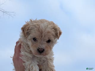 Mini Bernedoodle dogs Mini Bernedoodle Puppy 1 - Ad 38
