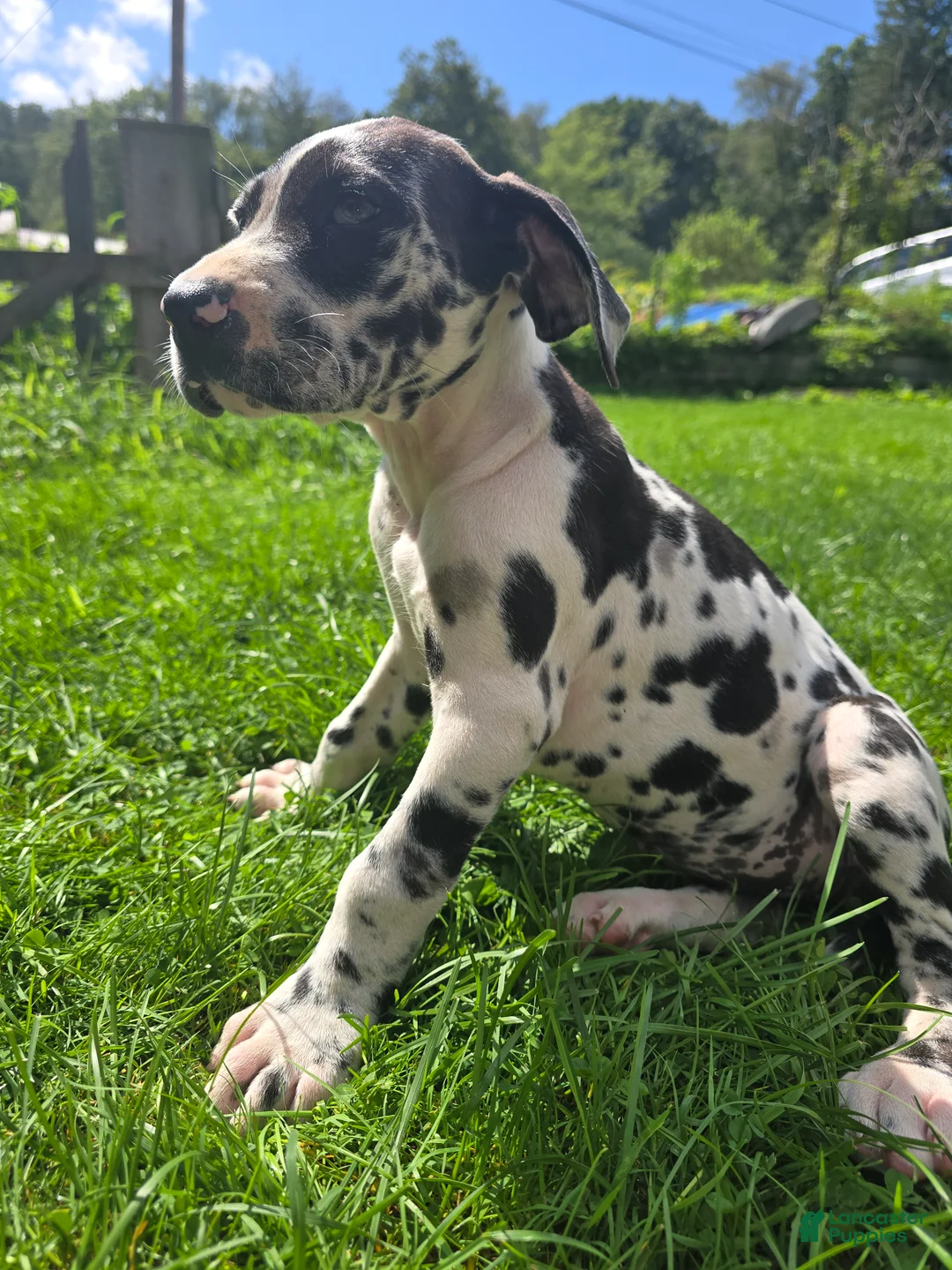 Great Dane dogs for sale: Moxie - Ad 2
