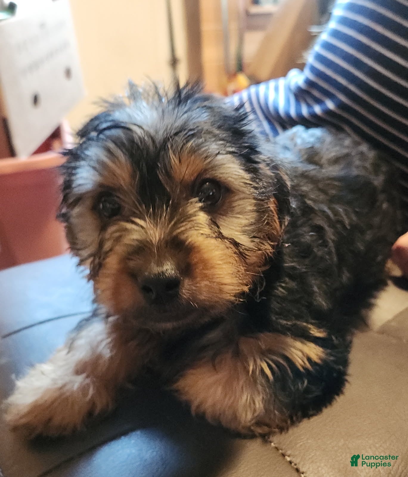 Yorkshire Terrier dogs Zeb - Ad 2