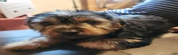 Yorkshire Terrier dogs for sale: Zeb - Ad 2