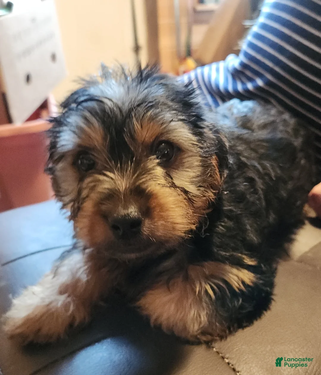 Yorkshire Terrier dogs for sale: Zeb - Ad 2
