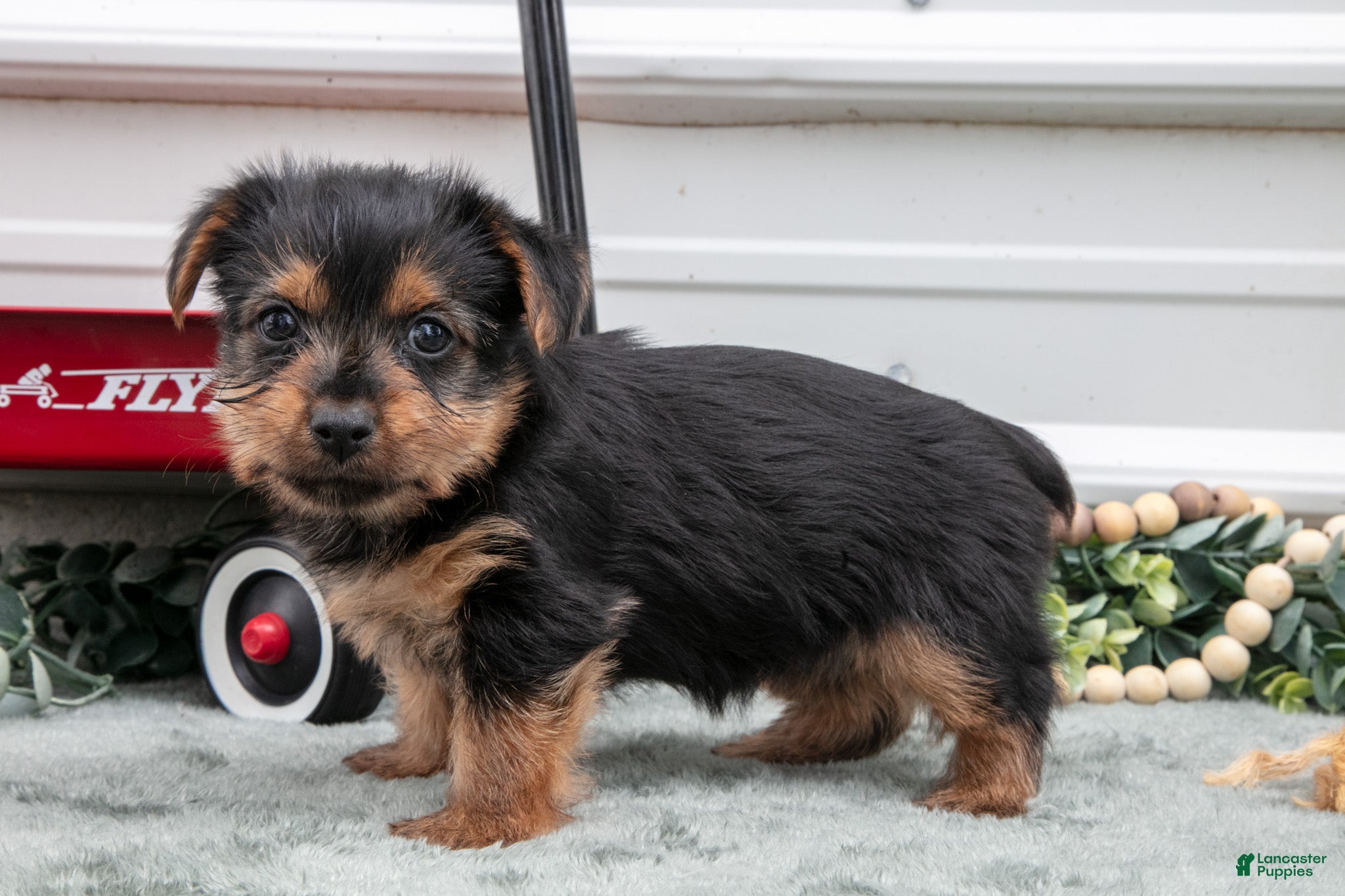 Yorkshire Terrier dogs Jynx - Ad 2