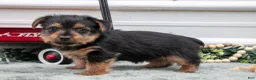 Yorkshire Terrier dogs for sale: Jynx - Ad 2