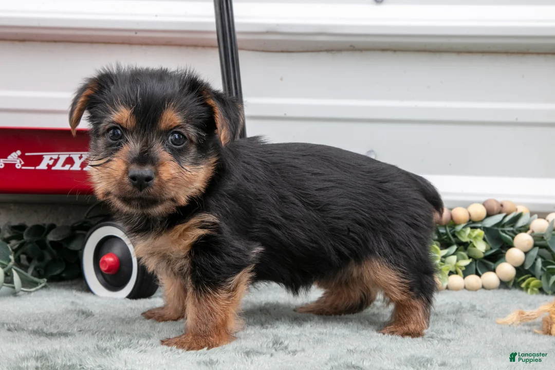Yorkshire Terrier dogs for sale: Jynx - Ad 2