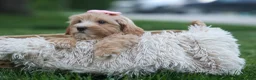 Havapoo dogs for sale: Ember 💛🐾 - Ad 2