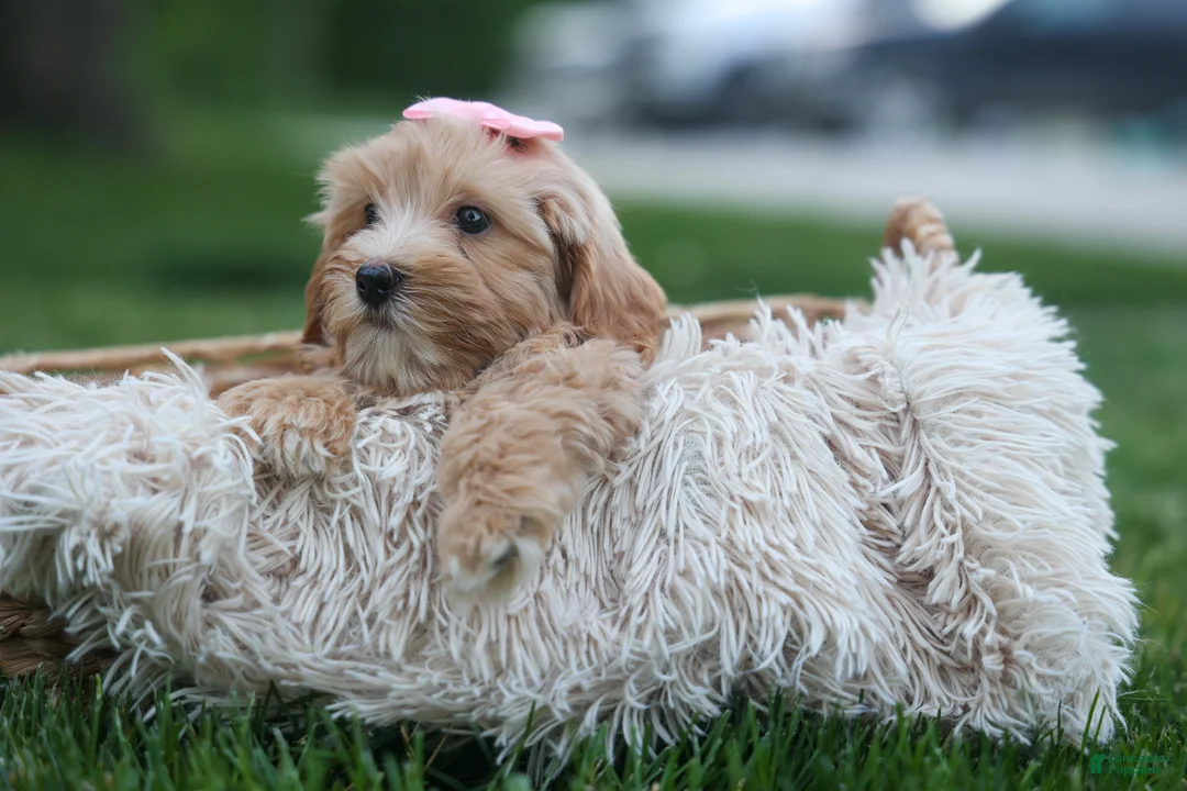Havapoo dogs for sale: Ember 💛🐾 - Ad 2