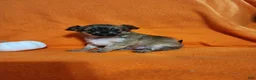 Chihuahua dogs for sale: El Chubbo  - Ad 5