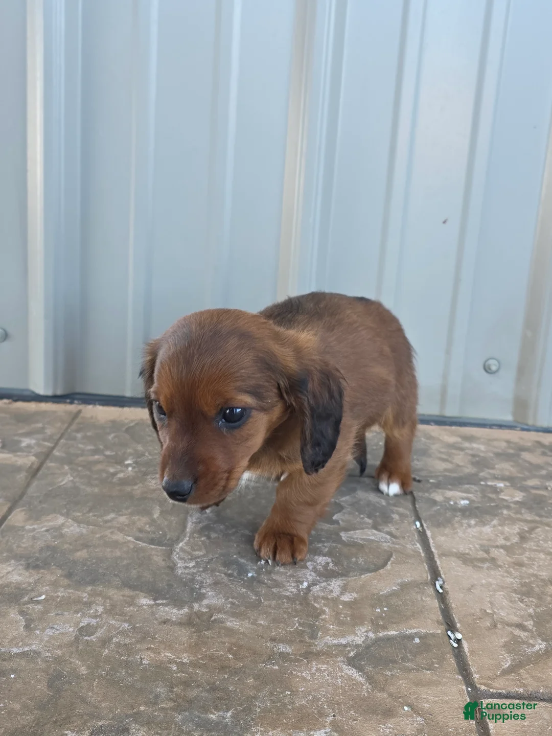Miniature Dachshund dogs for sale: Tulip - Ad 3