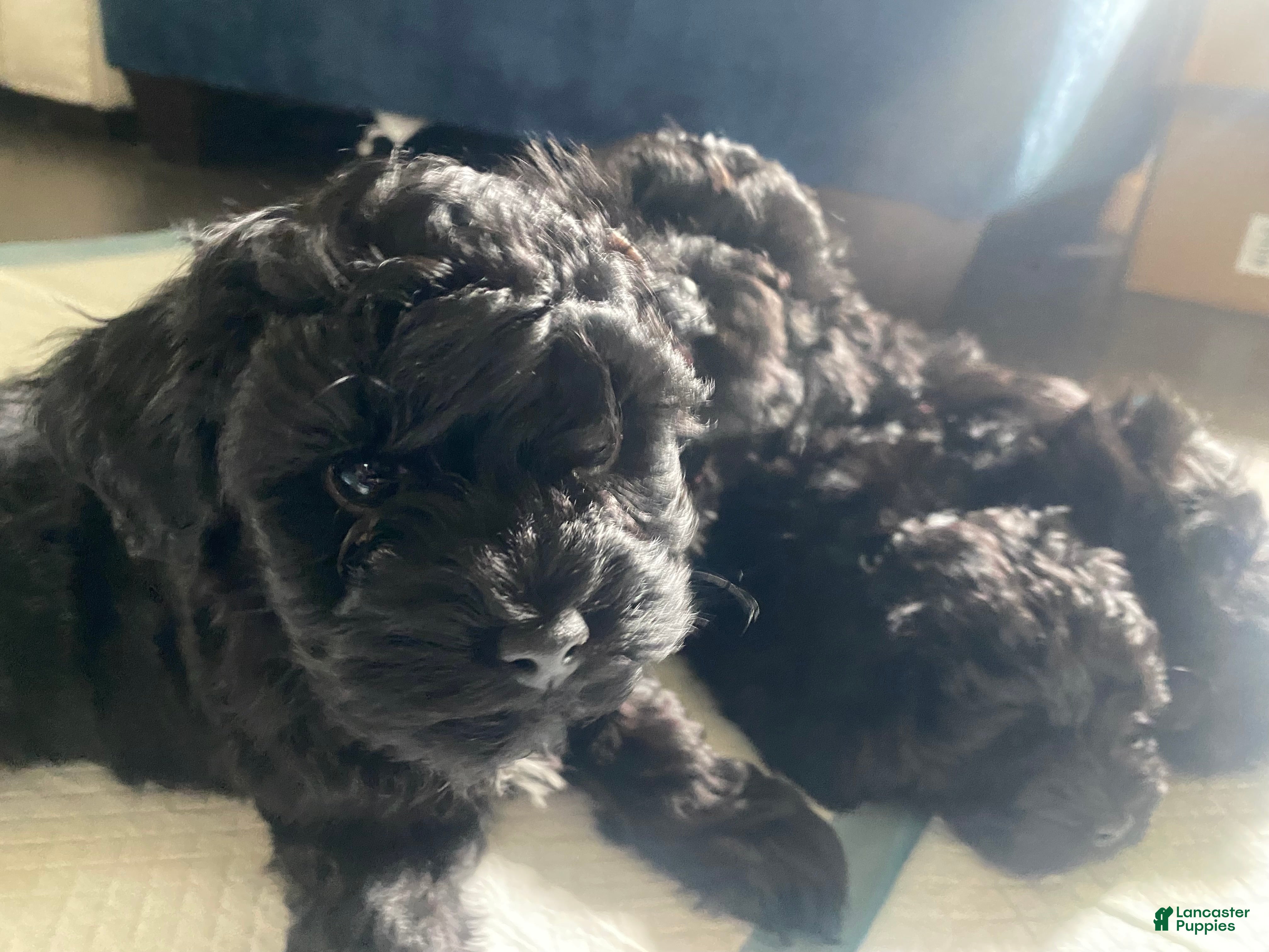 Yorkiepoo dogs Yorkiepoo Puppy - Green - Ad 42