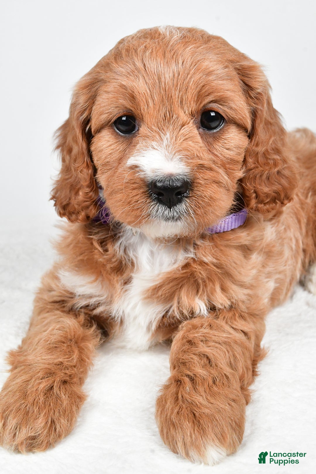 Cavapoo dogs for sale: Abigail - Ad 2