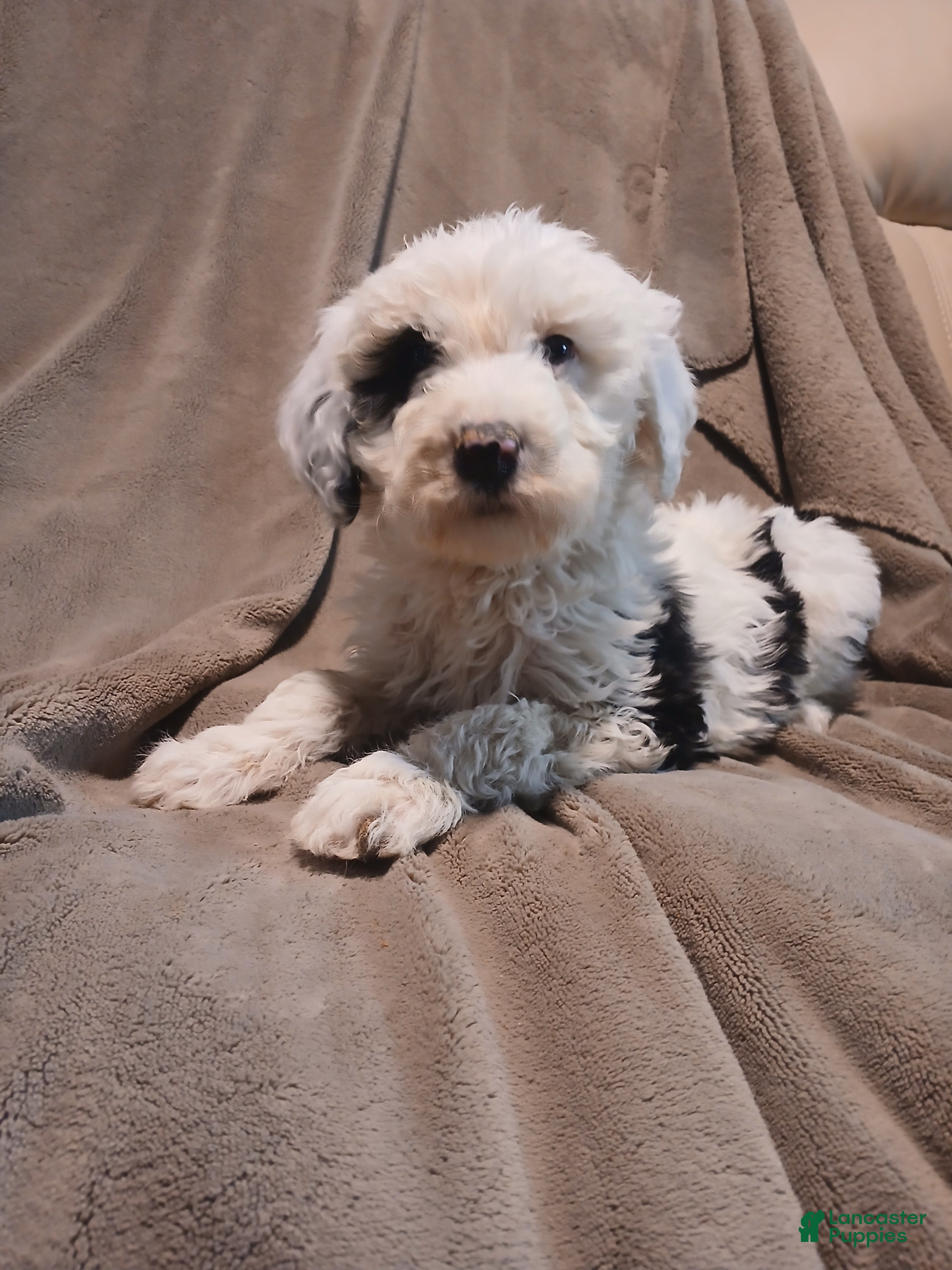 Sheepadoodle dogs Captain  - Ad 38