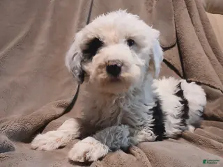 Sheepadoodle dogs Captain - Ad 41