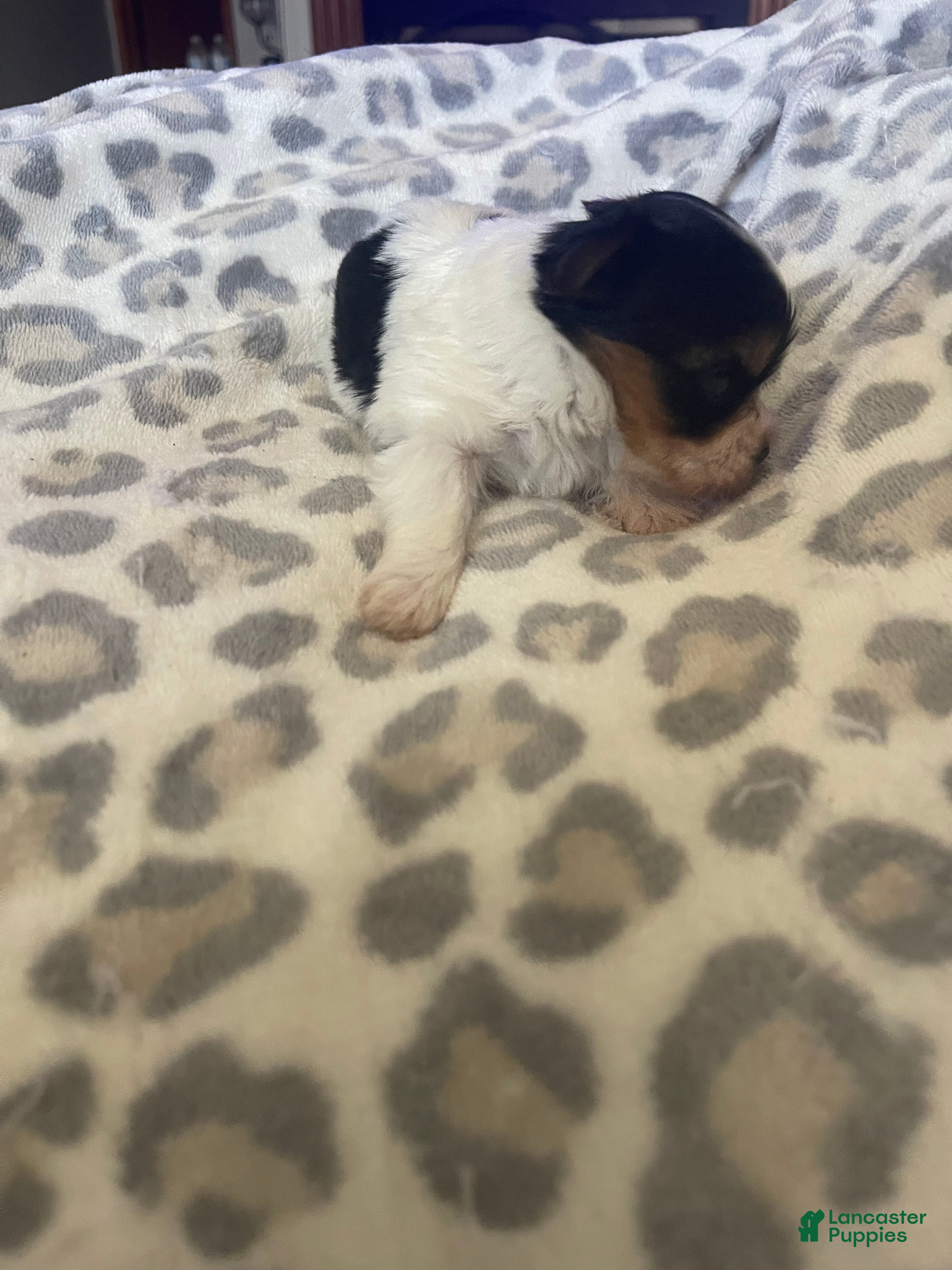 Yorkshire Terrier dogs for sale: Yorkshire Terrier 1 - Ad 3