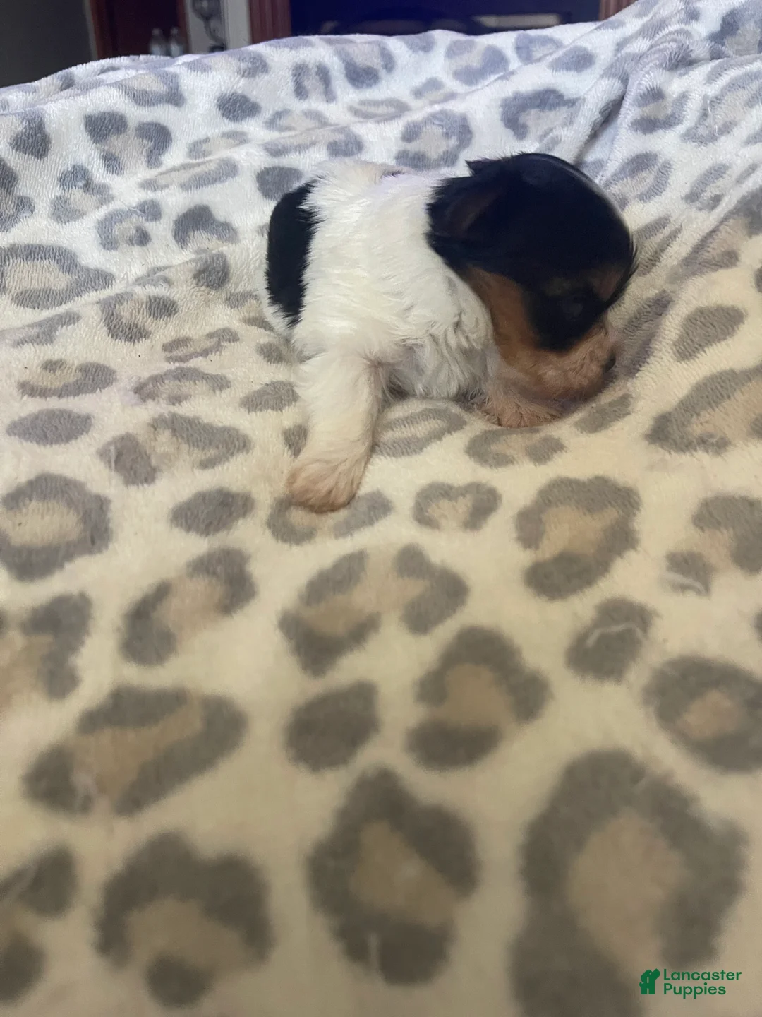 Yorkshire Terrier dogs for sale: Yorkshire Terrier 1 - Ad 1