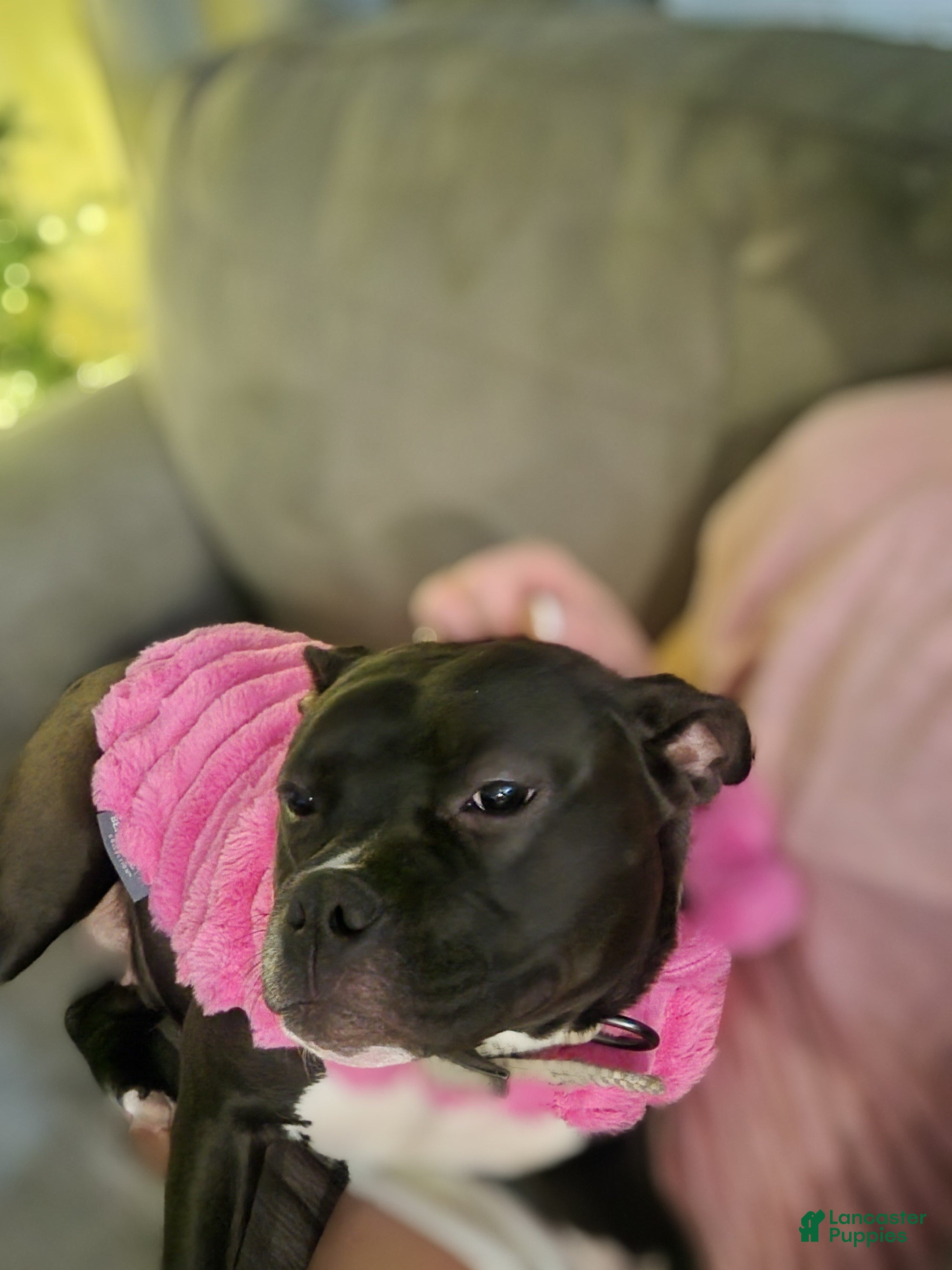 Mixed Breed dogs Lola - Ad 2