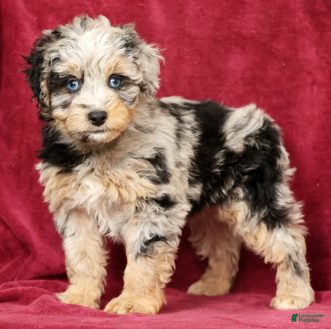 Mini Aussiedoodle dogs for sale: Muffin - Ad 1