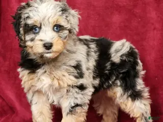 Mini Aussiedoodle dogs for sale: Muffin - Ad 4
